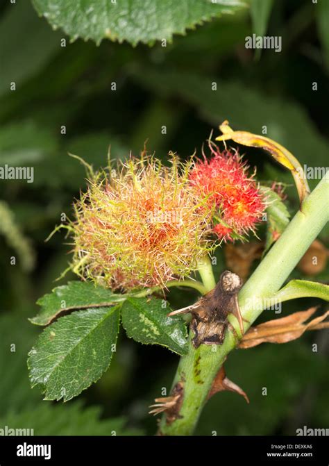 Rose Bedeguar Gall Robin S Pincushion Moss Gall On A Wild Rose