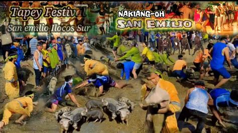 Pagalingan Sa Paghuli Ng Mga Baboy Tapey Festival San Emilio Ilocos