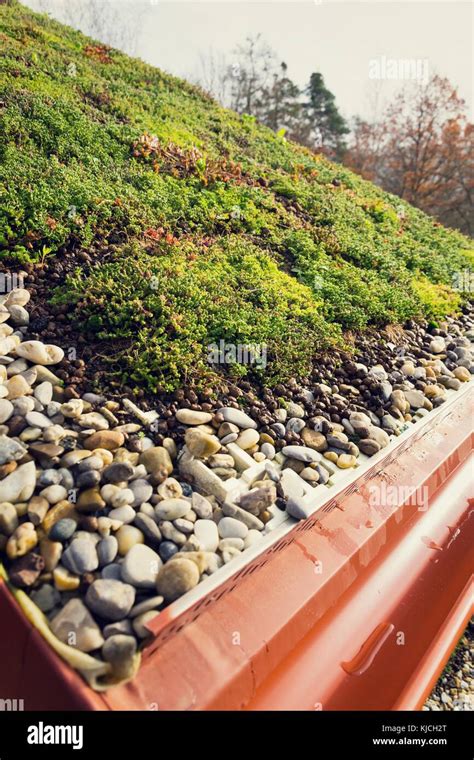 Detail Of Stones On Extensive Green Living Roof Vegetation Covered