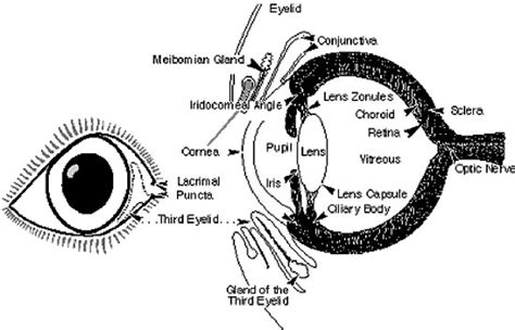 Cat Eye Anatomy Diagram