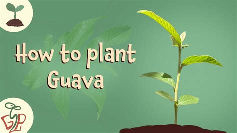 How To Plant Guava YouTube