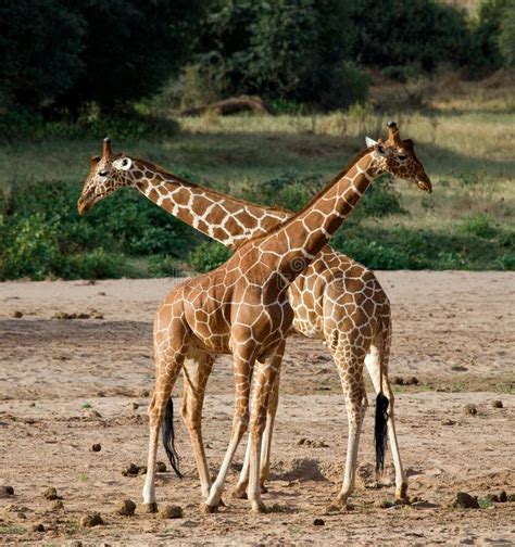 Two Giraffes In Savanna Kenya Tanzania East Africa Stock Photo