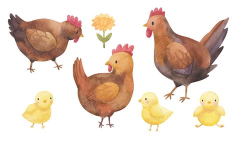 Watercolor Hens With Chicks Stock Illustration Download Image Now