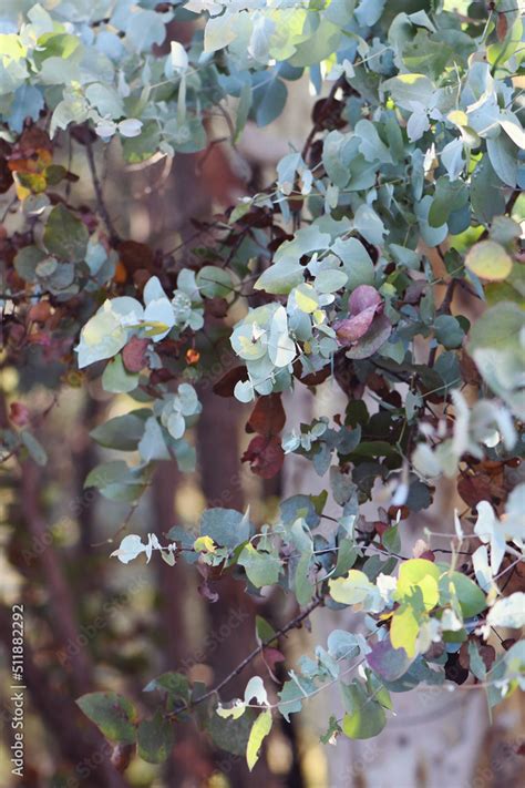 Australian Flora Background Of Sunlit Ovate Leaves Of The Australian