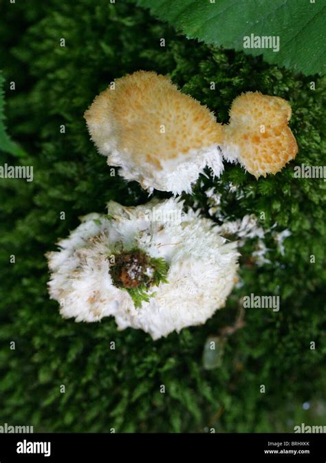 Tiered Tooth Fungus Hericium Cirrhatum Hericiaceae Growing On Mossy