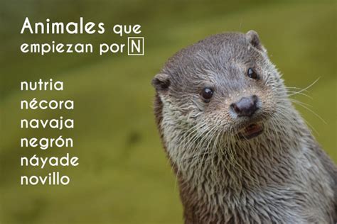 23 Animales Que Empiezan Por N