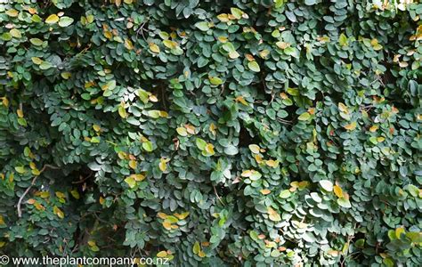 Buy Ficus Pumila Creeping Fig Free Freight Over 150