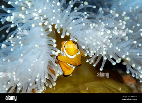 False Clown Anemonefish Amphiprion Ocellaris In A Magnificient Sea