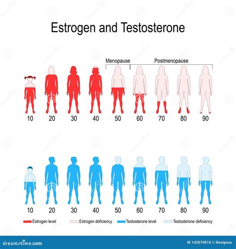 Estrogen And Testosterone Hormone Levels Stock Vector Illustration Of