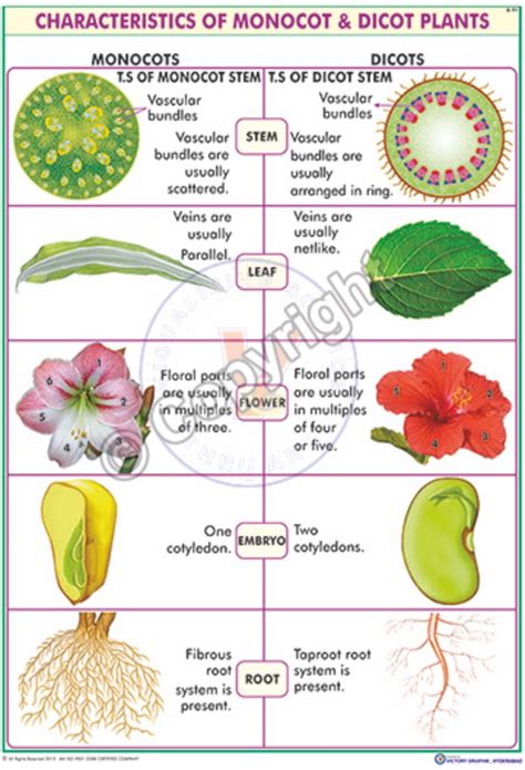 Victory Graphik | B-91 Monocot & Dicot Plants