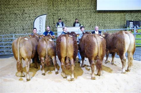 March De Printemps Des Taureaux De Race Viande Swiss Limousin