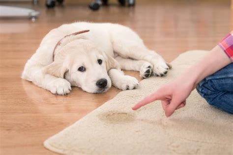 Cómo enseñar a mi perro a hacer sus necesidades en el periódico