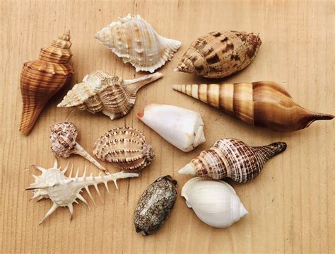 Sea Shell Mix-sea Shells Bulk-craft Sea Shells-beach Wedding - Etsy