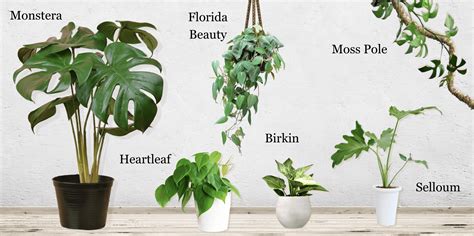 Plant Profile Philodendron