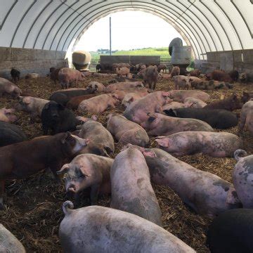 Going niche with Niman Ranch pork | Successful Farming