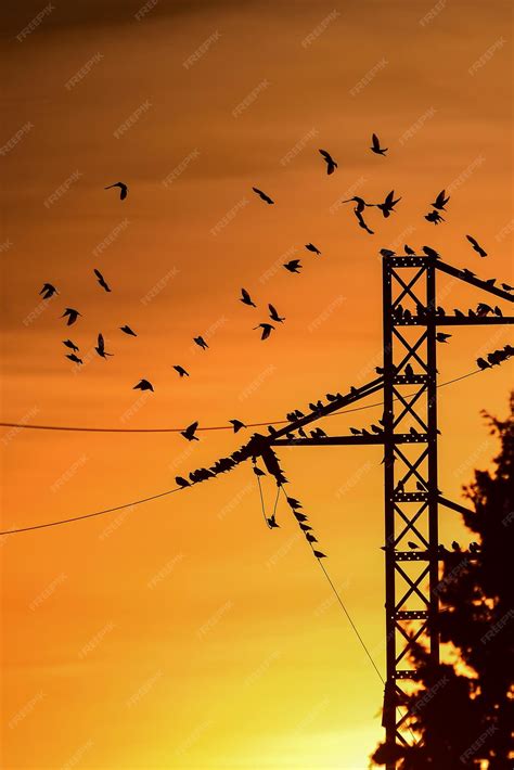 Premium Photo | Sturnus vulgaris the common starling is a species of passerine bird in the ...