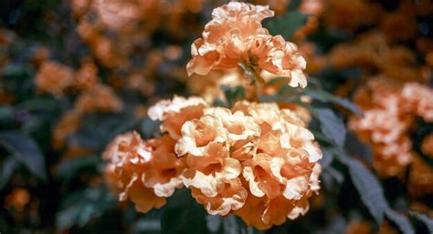 Flor De Anciano Amarilla O Flor De Trumpetbush Que Florece En Invierno