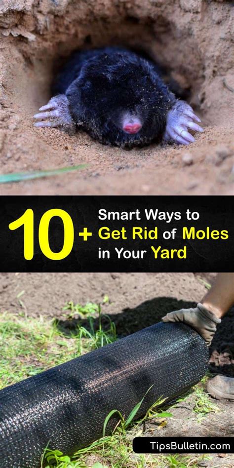 10 Smart Ways To Get Rid Of Moles In Your Yard Artofit