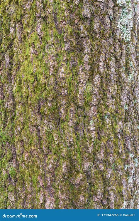 Gros Plan De Texture D Corce D Arbre Avec Beaucoup De Fissures Dans L