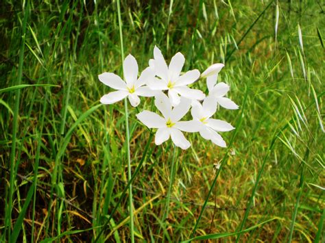 Fernando Ruz: Plantas nativas de Chile: Huilli (Leucocoryne)