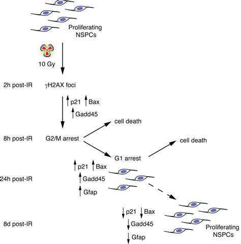 Proposed Model Of The Time Dependent Effects Of Gy Irradiation In