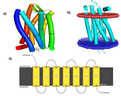 Illustrate The Three Dimensional Structure Of Target Protein CX3CR1