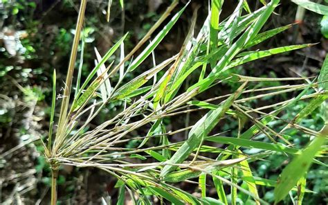 Descubren dos nuevas especies de bambú endémicas de Jalisco