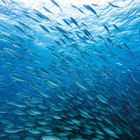 oceans patagonia australia