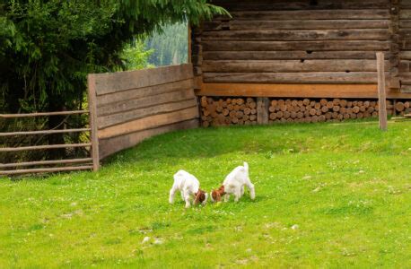 Goat Fencing 101 Mother Earth News