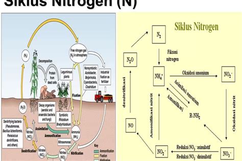 5 Manfaat Siklus Nitrogen Bagi Kehidupan Manusia Dan Kegiatan Seluruh