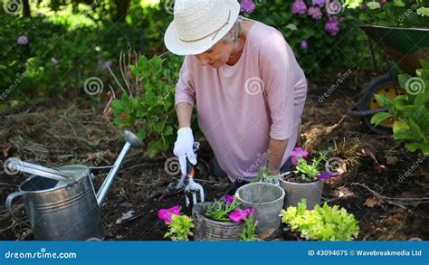 Mujer Jubilada Que Planta Las Flores Almacen De Video V Deo De