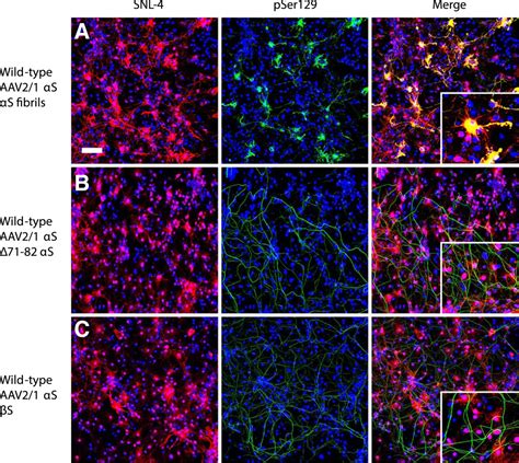 Conformational Templating Of Synuclein Aggregates In Neuronal Glial