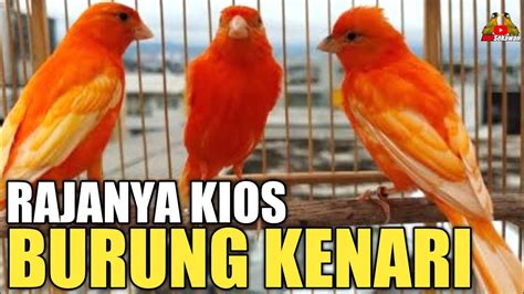 Update Harga Burung Kenari Terkini Tahun Di Pasar Burung Pramuka