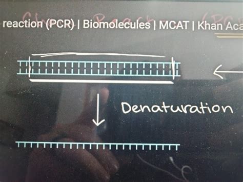 DNA Technologies Video 4 Polymerase Chain Reaction PCR Flashcards