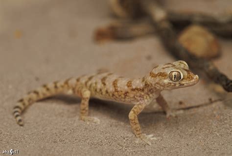 Elegant Short Fingered Gecko Stenodactylus Sthenodactylus Flickr