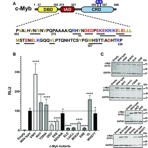 Mutational Analysis Of The Tad Of C Myb A Schematic Presentation Of