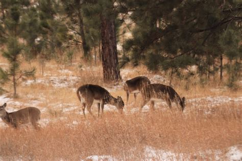 Black Hills Winter Wonderland Tour