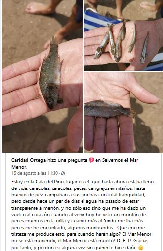 El nuevo Ecocidio por ANOXIA en El Mar Menor en imágenes es necesaria