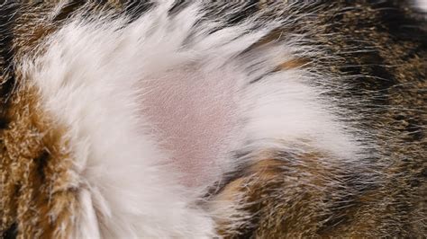 Hair Loss in Cats: Symptoms and Treatment - Cat Care Clinic