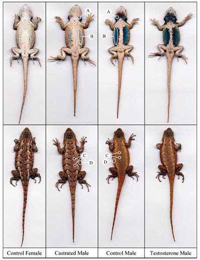 Hormones And Dimorphism Cox Lab