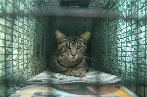 Humane Trapping – Trapping Basics | Feral Cat Focus