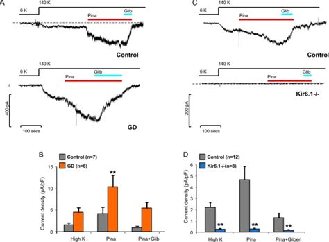 Kir Gof Results In Enhanced Katp Channel Currents In Isolated