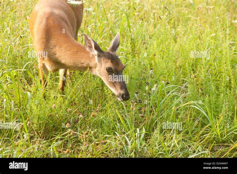 White Tailed Deer Grazing In A Peaceful Green Field Of Flowers And