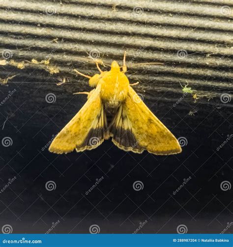 Closeup Of Corn Earworm Moth Or Helicoverpa Zea Against A Glowing Lamp In The Evening Stock