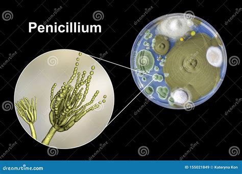 Penicillium Mold Labeled