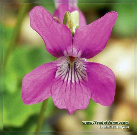 Violetas Foto Tipos De Flores Plantaci N Y Cuidado Un Sitio