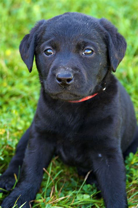 8 Week Old Lab Puppy Black Puppy Black Labrador Puppy Puppy Photography