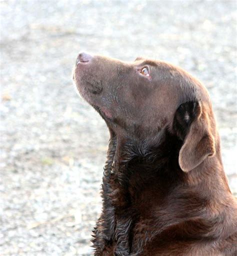 Labrador Training The Labrador Site
