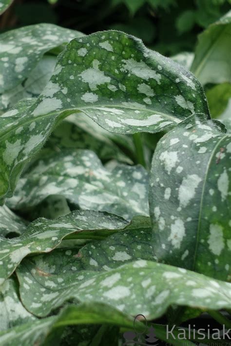 Pulmonaria Trevi Fountain Miodunka