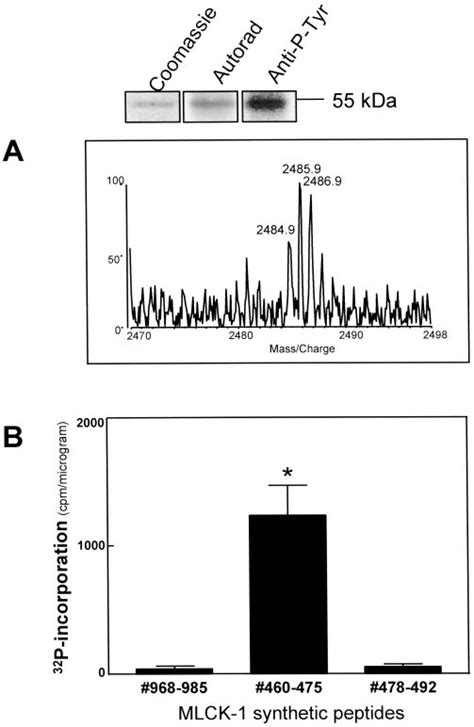 Identification Of The Tyrosine Phosphorylation Sites Within The